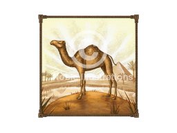 desert camel  stock